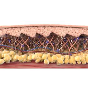 Skin Cross Section Healthy 3D model